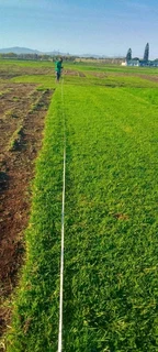 Roll on lawn buffalo grass