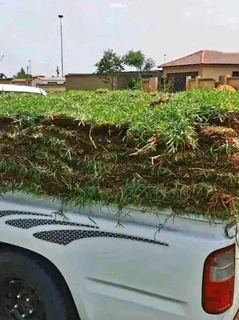 Roll on lawn buffalo grass