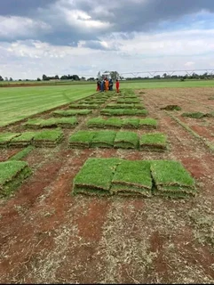 Roll on lawn buffalo grass