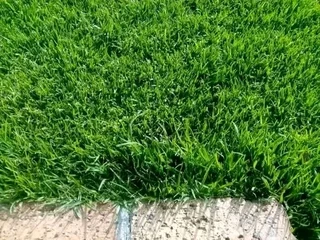 Roll on lawn  Kikuyu grass