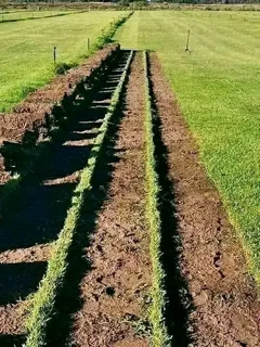 Roll on lawn  Kikuyu grass