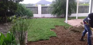 Roll on lawn  Kikuyu grass