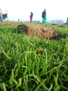 We have stock of the roll on lawn Kikuyu grass