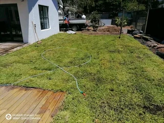 We have stock of the roll on lawn Kikuyu grass