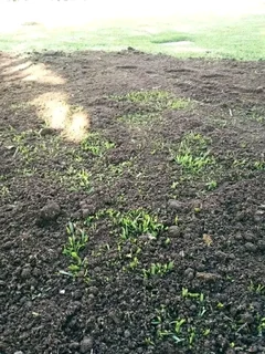 We have stock of the roll on lawn Kikuyu grass