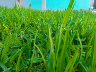 Roll on lawn Kikuyu grass and buffalo grass