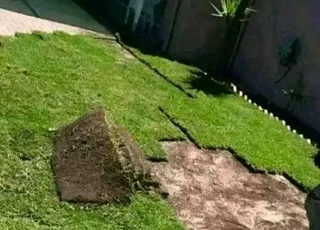 Roll on lawn Kikuyu grass