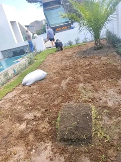 Roll on lawn Kikuyu grass