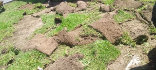 Roll on lawn Kikuyu grass 100% weed free