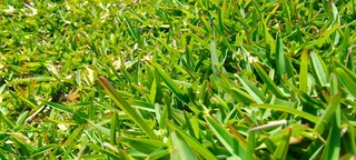 Roll on lawn Kikuyu grass 100% weed free