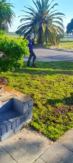 Roll on lawn Kikuyu grass 100% weed free