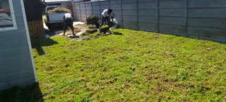 We supply and installation buffalo grass