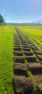 We supply and installation buffalo grass