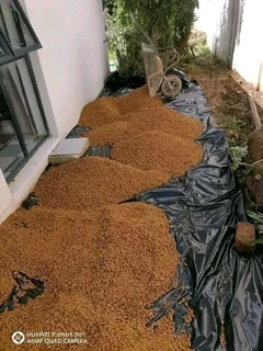 We have price of Lm Berea grass and compost