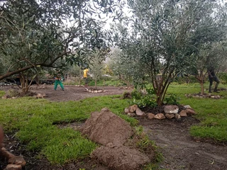 Delivery and installation Kikuyu grass and buffalo grass