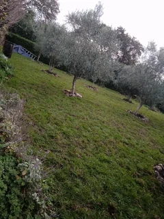 Delivery and installation Kikuyu grass and buffalo grass