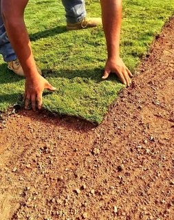 Roll on lawn Lm Berea grass