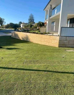 Roll on lawn Lm Berea grass