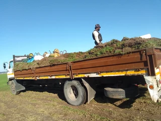 Roll on lawn Lm Berea grass