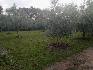 Roll on lawn Lm Berea grass