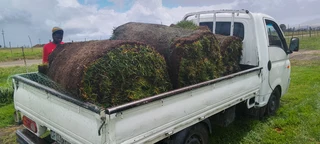 Supply and installation Kikuyu grass and top soil weed free