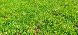 Supply and installation Kikuyu grass and top soil weed free