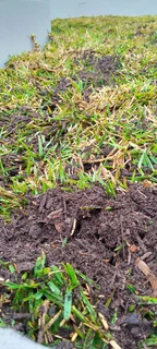 How have nice lawn dressing and top soil weed free