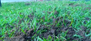 Delivery and installa compost and potting soil weed free