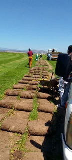 Supply and installa Lm Berea grass