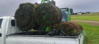 Supply and installa Lm Berea grass