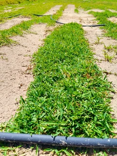 Roll on lawn Lm Berea grass