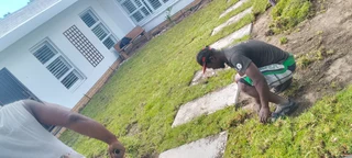 Roll on lawn Lm Berea grass