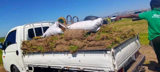 Roll on lawn Lm Berea grass