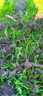 Roll on lawn Lm Berea grass