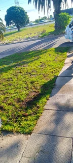 Roll on lawn Lm Berea grass