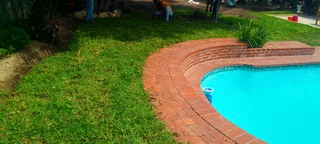 Roll on lawn Lm Berea grass