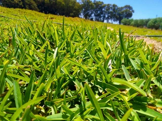 Delivery and installa of Lm Berea grass