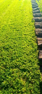 Delivery and installa of Lm Berea grass