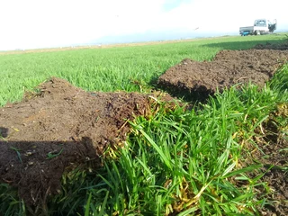 We have buffalo grass and Lm Berea grass