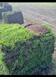 We have buffalo grass and Lm Berea grass