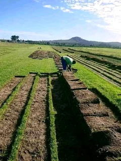 Roll on lawn Kikuyu grass
