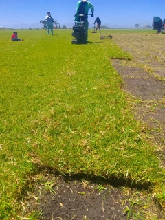 Roll on lawn Kikuyu grass