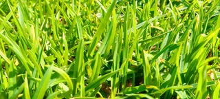 Roll on lawn Kikuyu grass