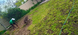 Delivery and installa Lm Berea grass