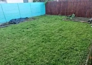 Roll on lawn Lm Berea grass