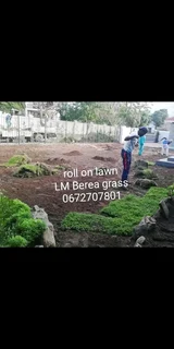 Roll on lawn Lm Berea grass