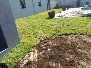 Roll on lawn Lm Berea grass