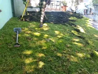 Roll on lawn Lm Berea grass