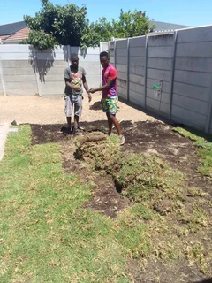 Roll on lawn Lm Berea grass