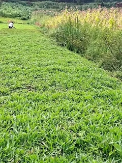 Roll on lawn Kikuyu grass